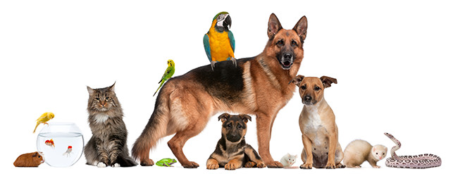Pets on Parade
